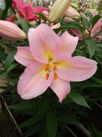 [4201 Fenice No02.JPG]